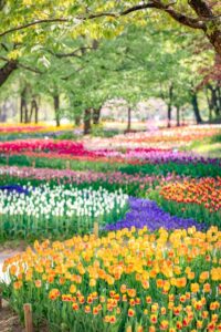国営アルプスあづみの公園 Spring Festa❀